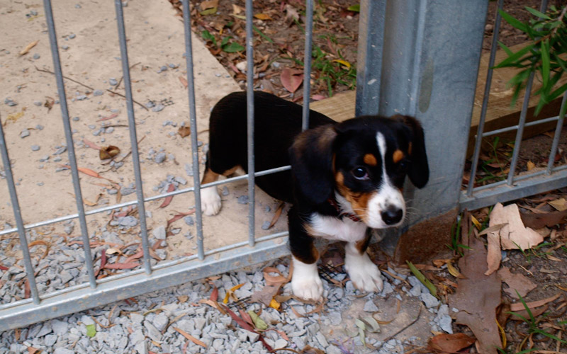 puppy-stuck-in-the-fence-big.jpg