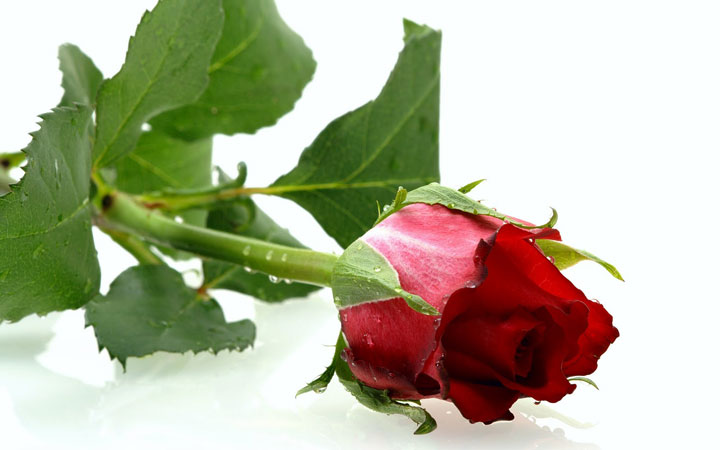 هدیه ولنتاین - گل رز سرخ