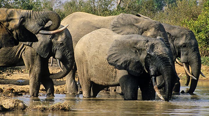 Elephants in Mole National Park in Ghana