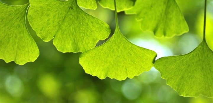 Ginkgo biloba