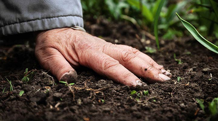بهبود بهره‌وری خاک با کشاورزی پایدار