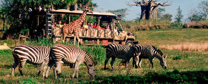 The best amusement park in the world: Animal kingdom